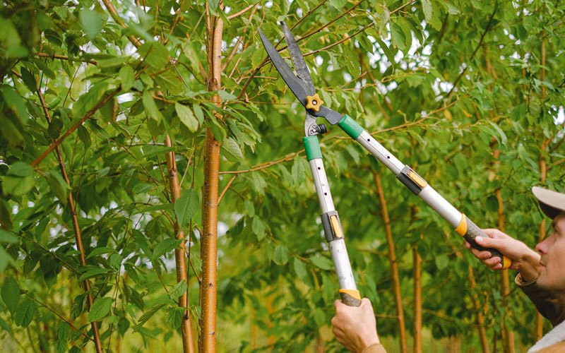 Tree trimming in Rensselaerville, NY